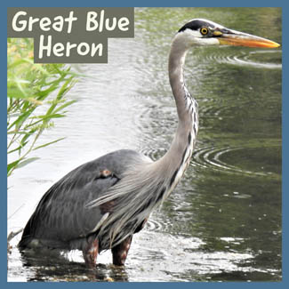 Great Blue Heron